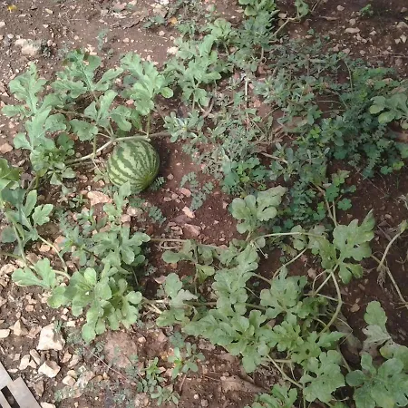 Apartment Mile Apartman Sibenik