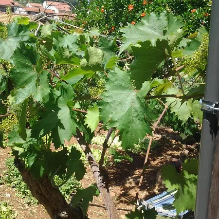 Apartment Mile Apartman *