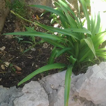 Apartment Mile Apartment Sibenik