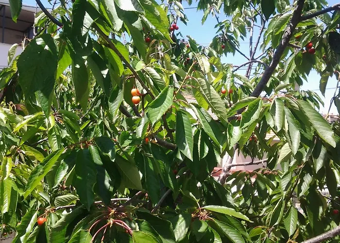 Apartment Mile Apartman *