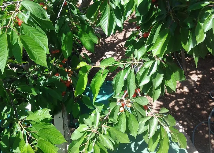 Apartment Mile Apartment *