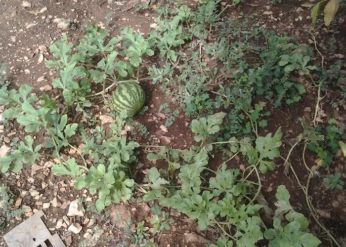 Mile Appartamento Šibenik