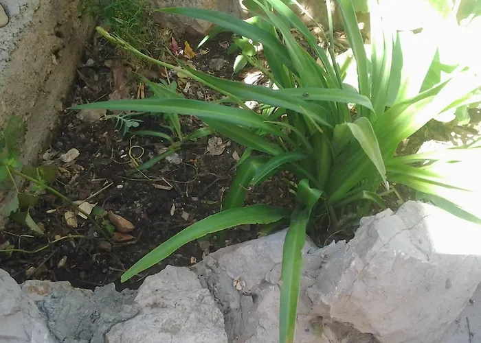 Apartment Mile Apartman Sibenik